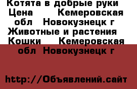 Котята в добрые руки › Цена ­ 1 - Кемеровская обл., Новокузнецк г. Животные и растения » Кошки   . Кемеровская обл.,Новокузнецк г.